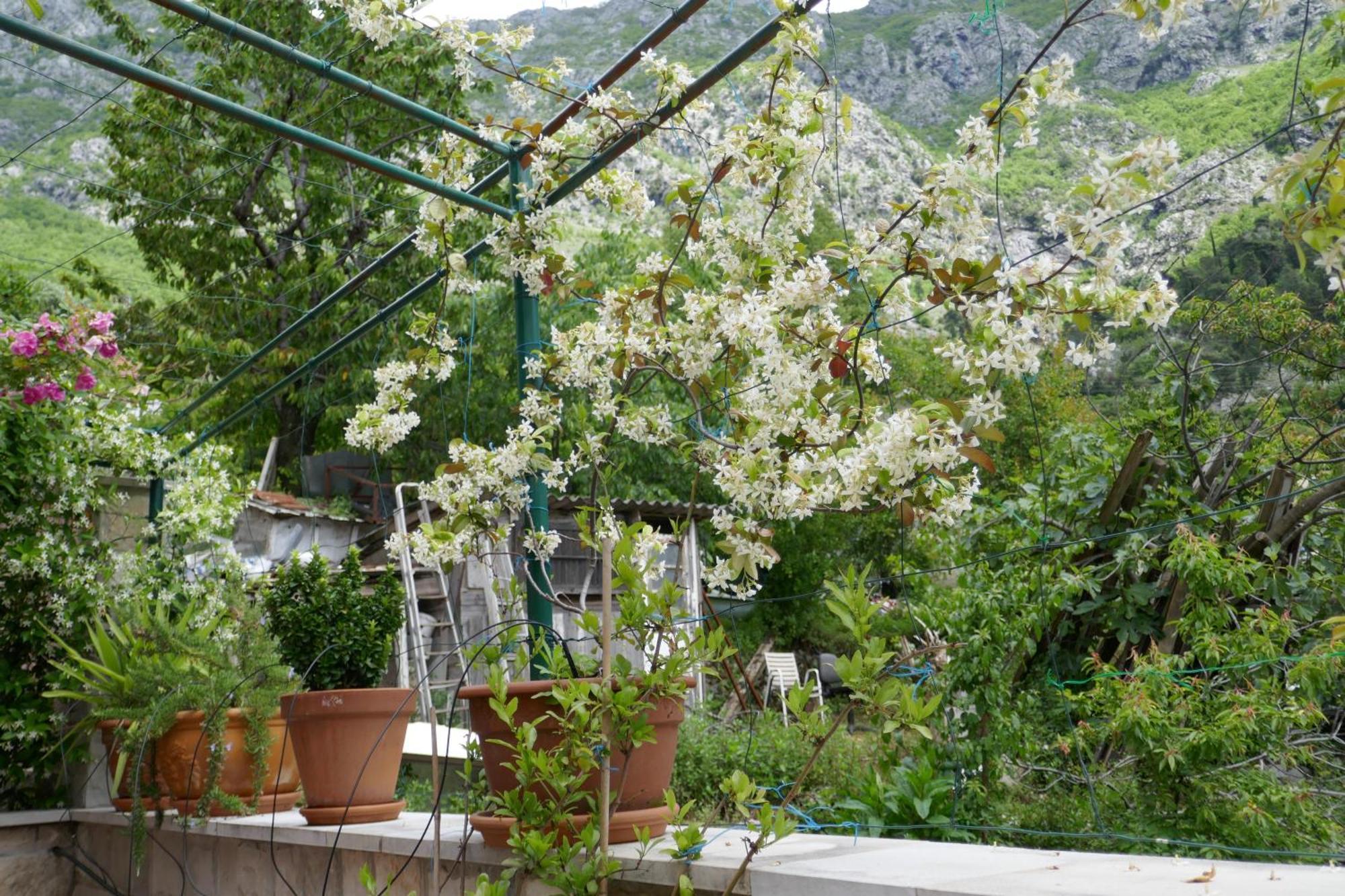 Ecohouse Risan Studio Exterior foto